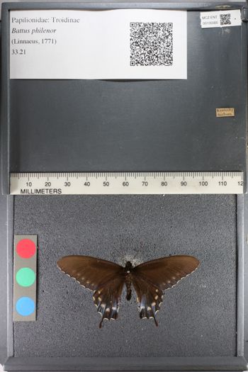 Media type: image;   Entomology 135560